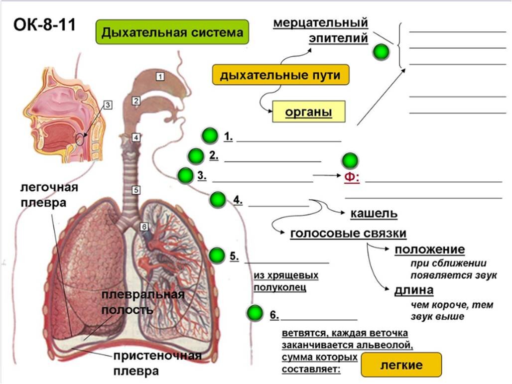 Контрольная работа по биологии кровеносная система. Самостоятельная работа по биологии по теме дыхание. Самостоятельная работа по биологии по теме дыхание. Контрольная по теме фотосинтез и дыхание растений 6 класс. Самостоятельная работа по биологии по теме дыхание.