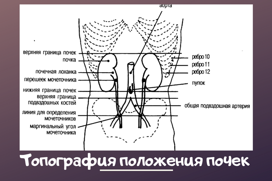 Верхнее местоположение. Верхние границы почек. Левая почка верхняя граница. Границы левой почки. Нижняя граница расположения почки.