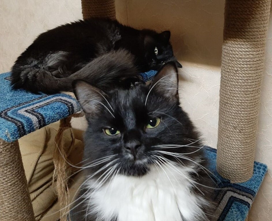 Наши коты, Ветер (спереди) и Вечер (сзади)