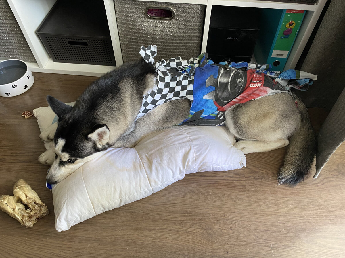 Вялой Эска была только в день операции, а уже через сутки носилась, будто и нет никаких швов!