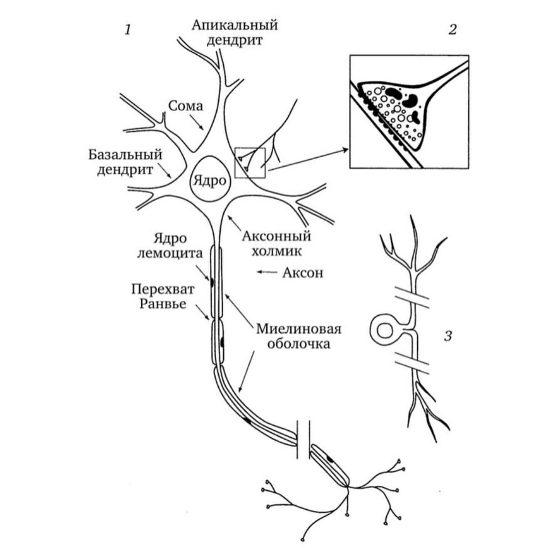 Структурно функциональные элементы ткани. Нервная система строение нейрона. Нейрон строение и функции. Нейрон структурно-функциональная единица нервной системы. Схема строения нейрона.