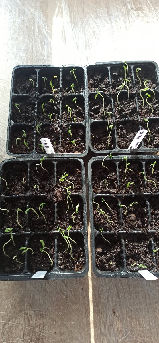 А вот фото от 16-го марта)) начинаем разделять "обойму"