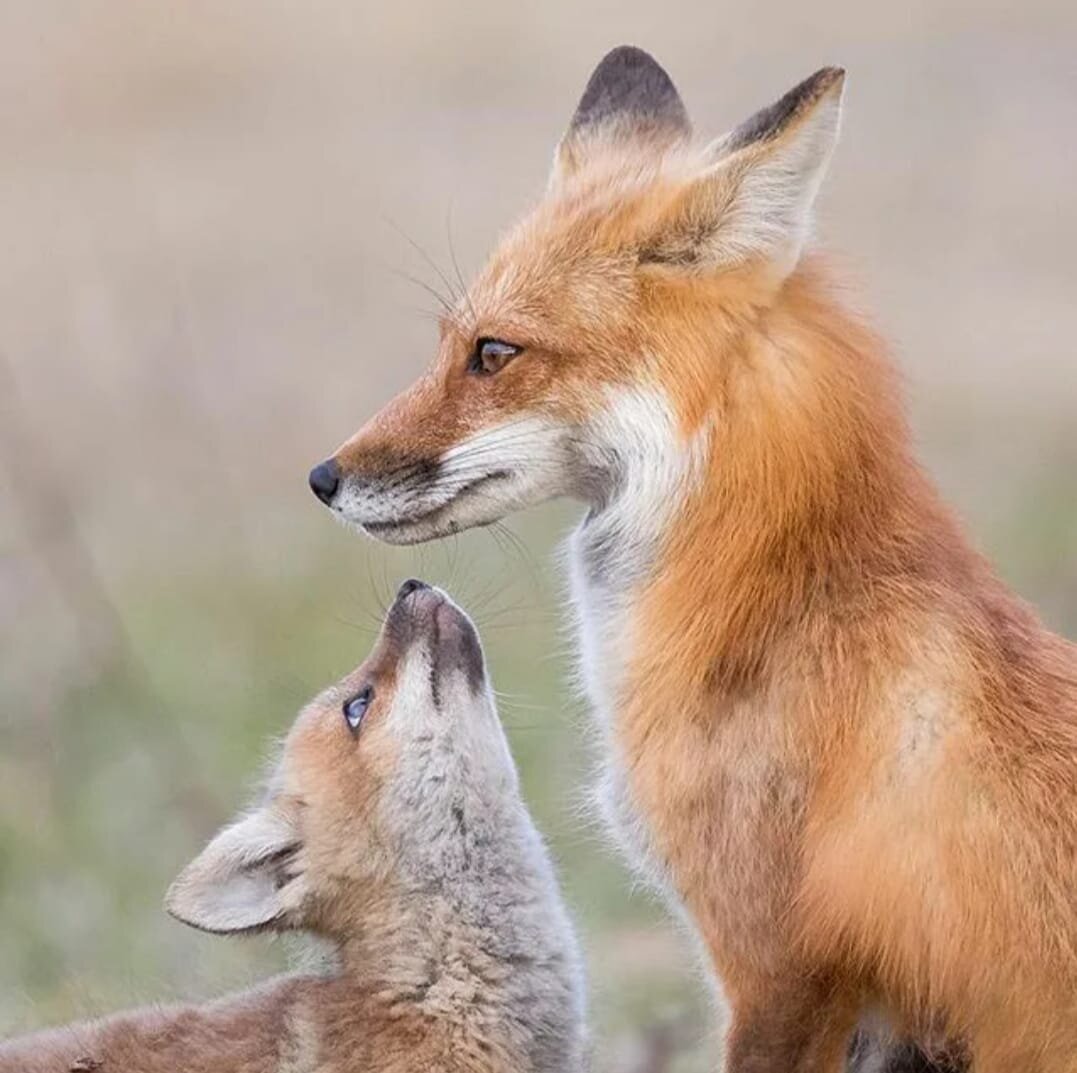 Мама и малыш