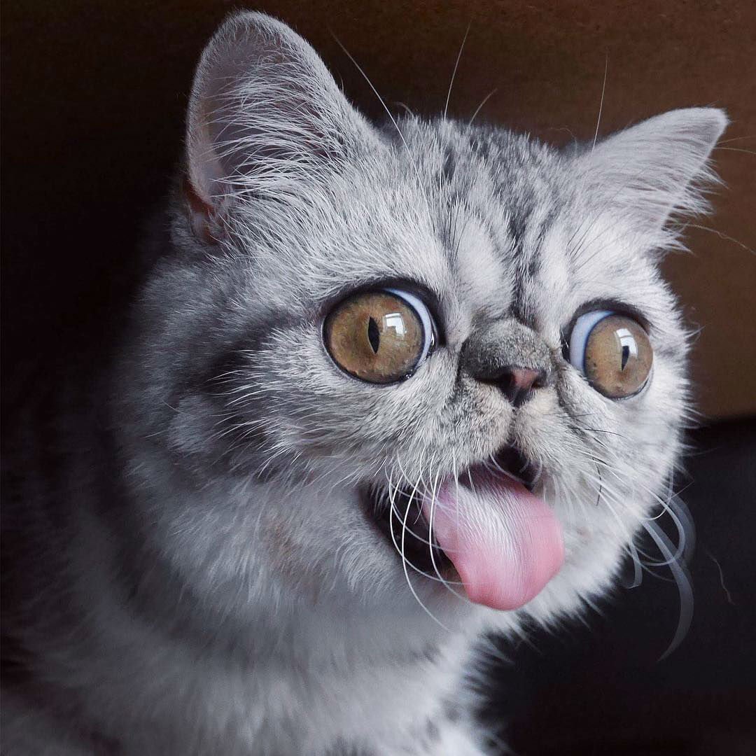 Кот Вася и его смех:)