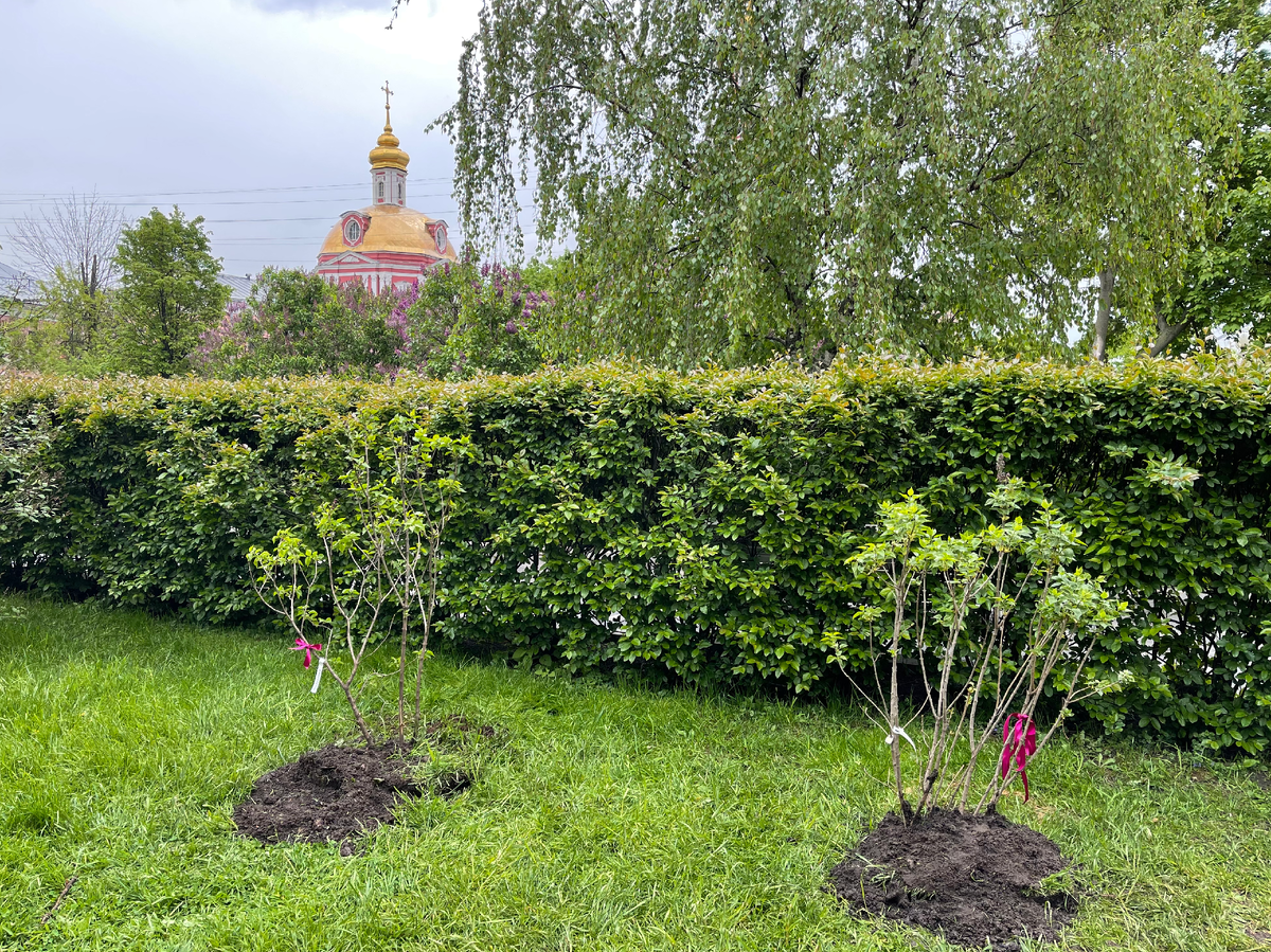 Справа моя сирень в память о Петре и Февронии, а слева дерево ребят в память о Ионе