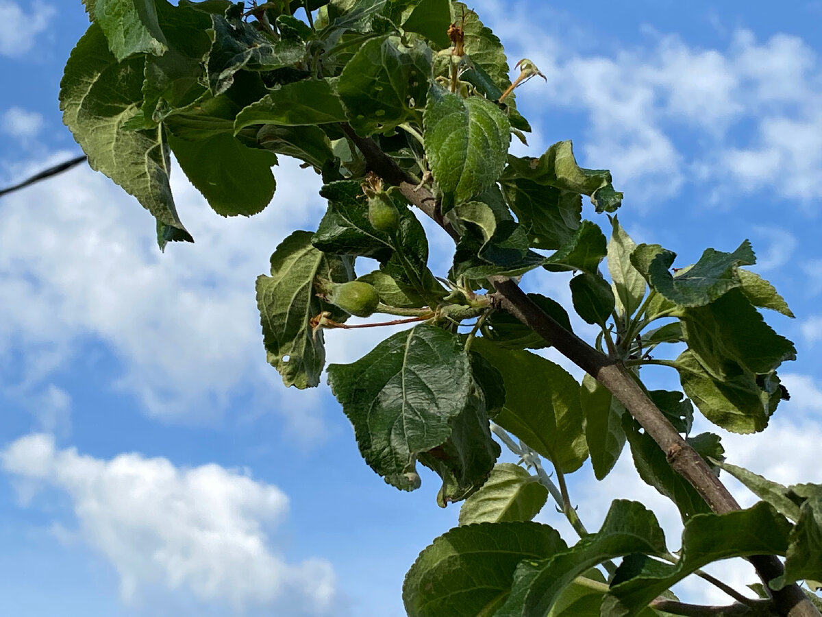 Ветка молодой яблони, сорт "Антоновка" в саду автора