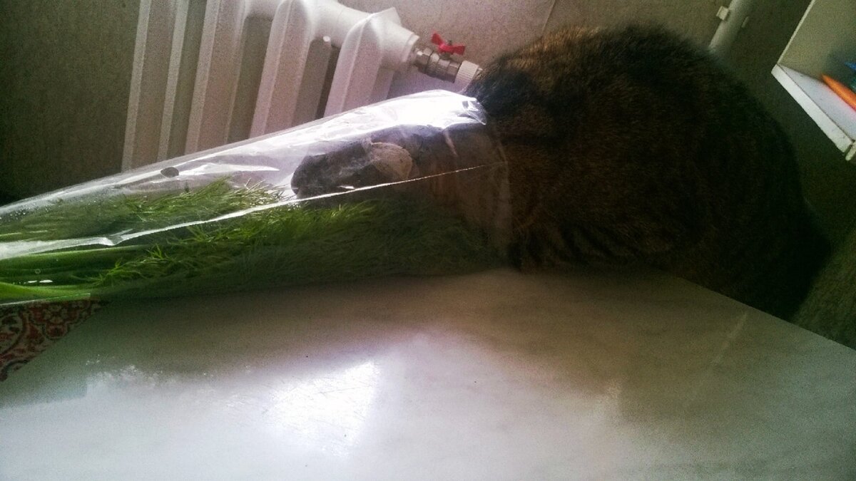 Фото автора. Альпа застряла в пакете с зеленью