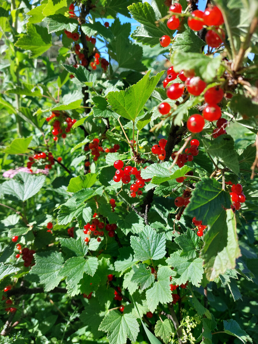 Вот такая радостная ягода!