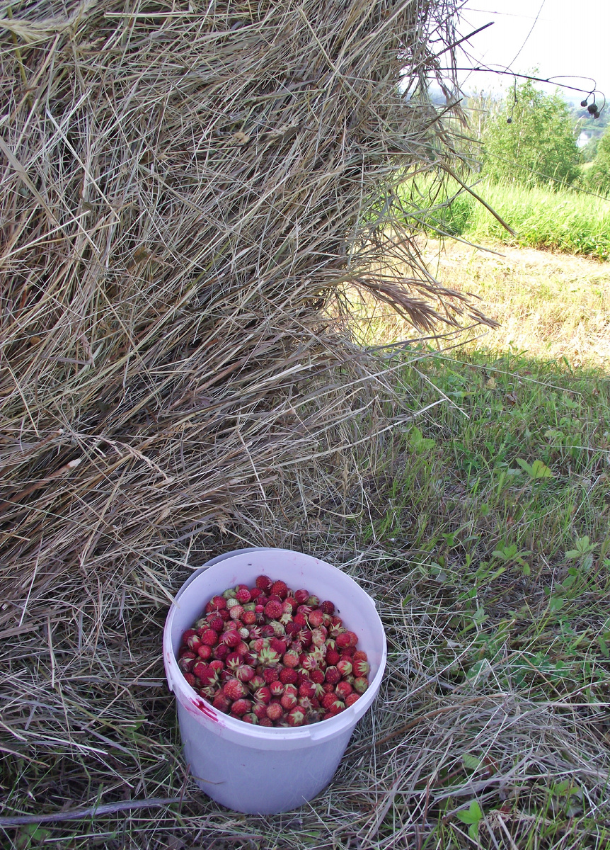 фото автора, летние дары