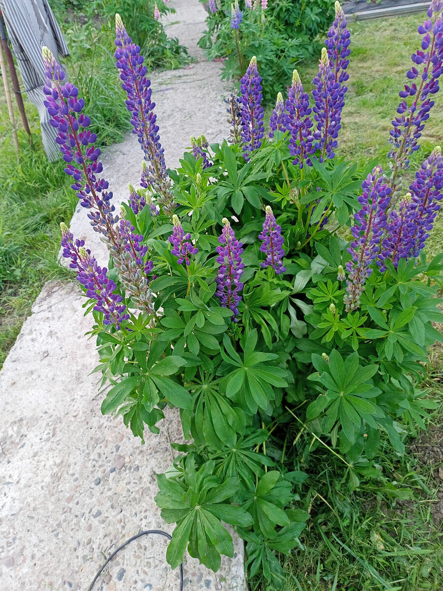 Личное фото 