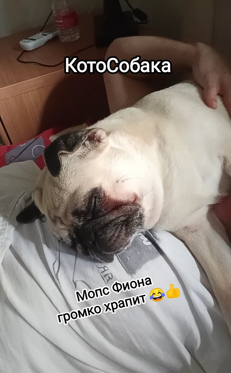Фото снято автором канала КотоСобака