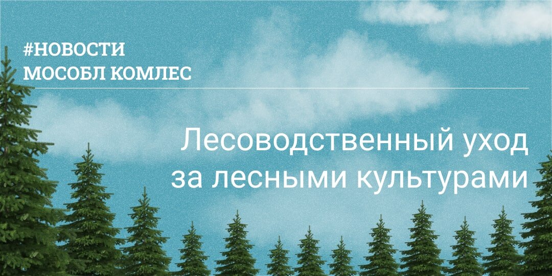Мособл. Лесоводственный уход. Мой гектар в Подмосковье. Лесоводственный уход в лесных культурах. Вакансии лес