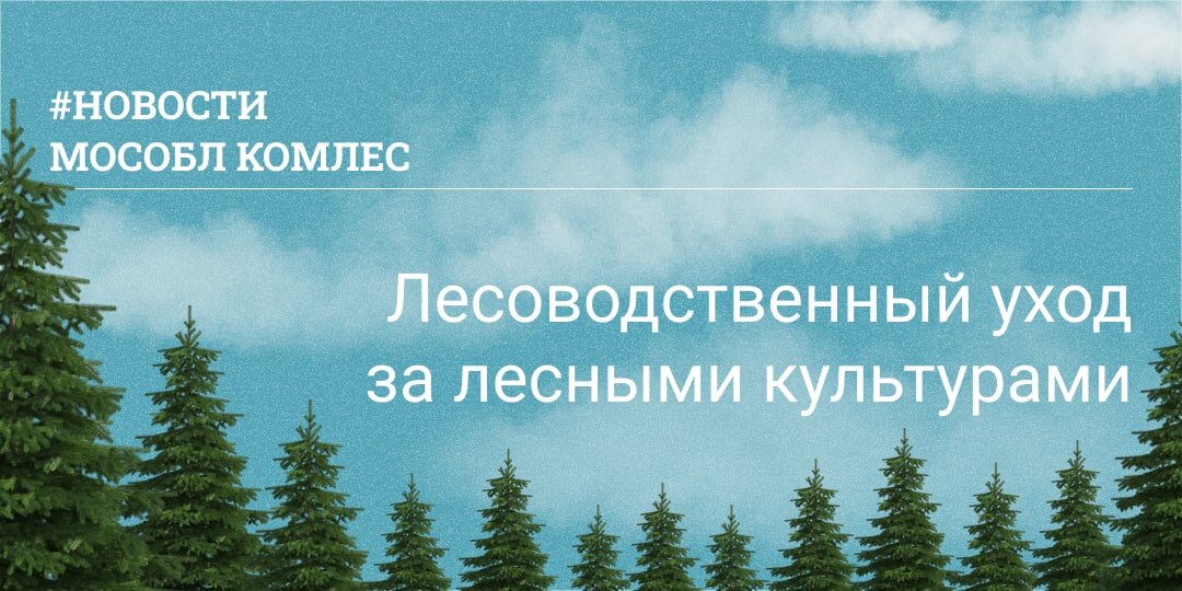 Лесоводственный уход. Мой гектар в Подмосковье. Лесоводственный уход в лесных культурах. Вакансии лес.