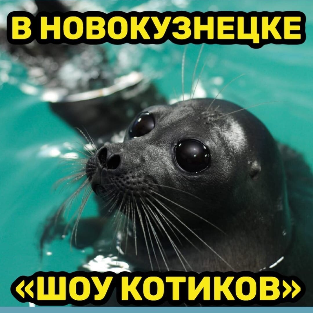 шоу байкальских котиков омск. нерпинарий в иркутске. нерпы иваново ясень. нерпинарий проект. конкурс акция скидка.