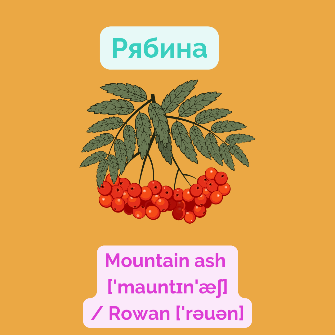 А вы знаете, как по-английски калина? А клюква? А облепиха? | Чашка  английского к завтраку | Дзен