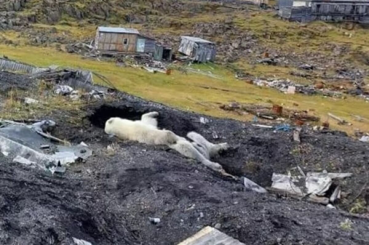    Медведицу отправили в Москву в специальном контейнере.