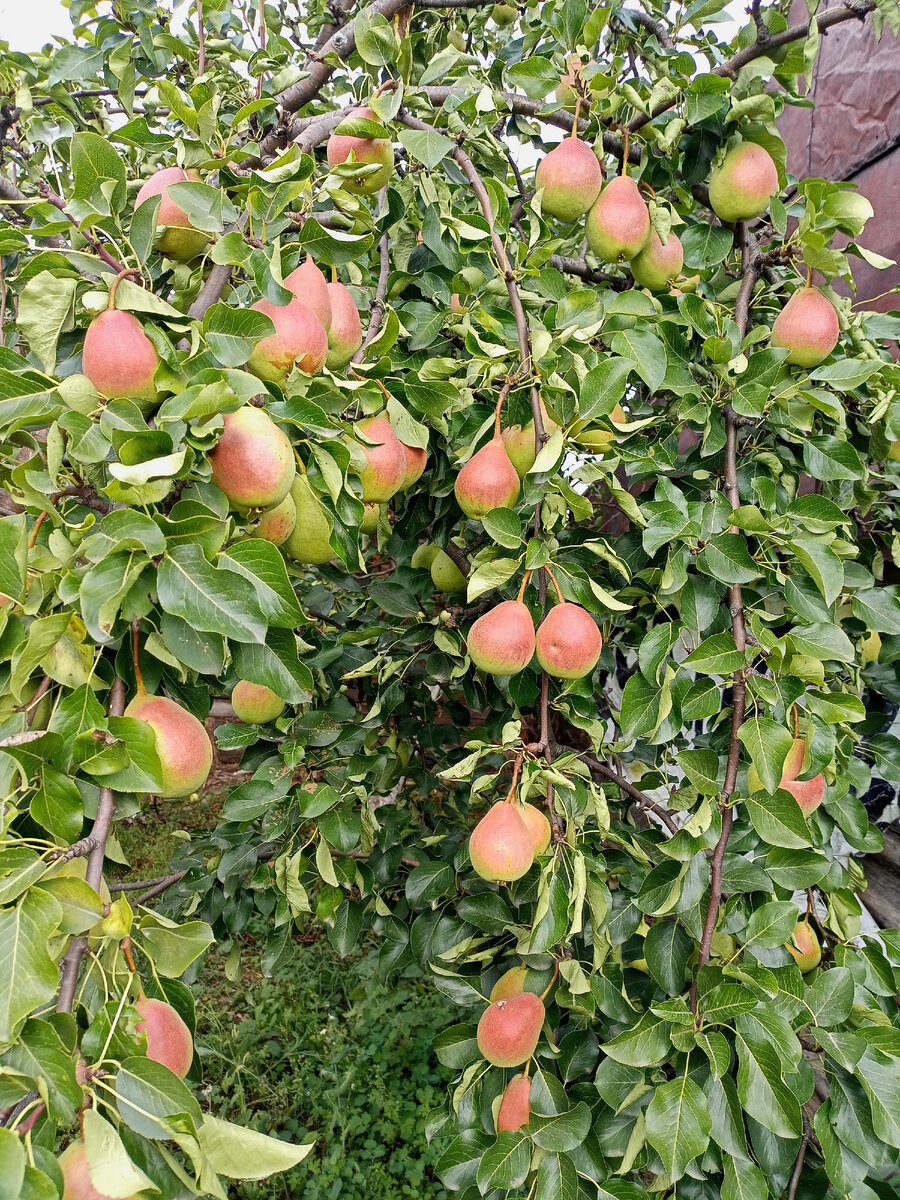 Название сорта, к сожалению, не помню. 