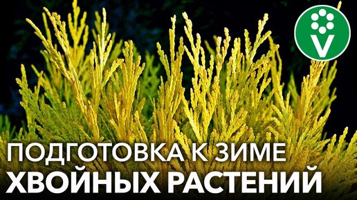 Подготовка к зиме хвойных растений! Чем обработать, как полить и стоит ли подкармливать?