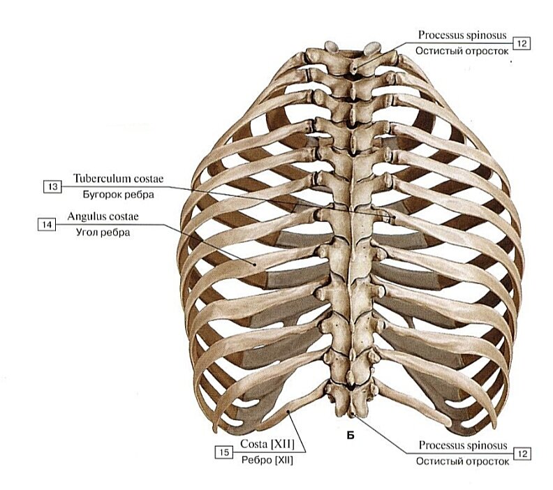 Скелет грудной клетки. Вид сзади.