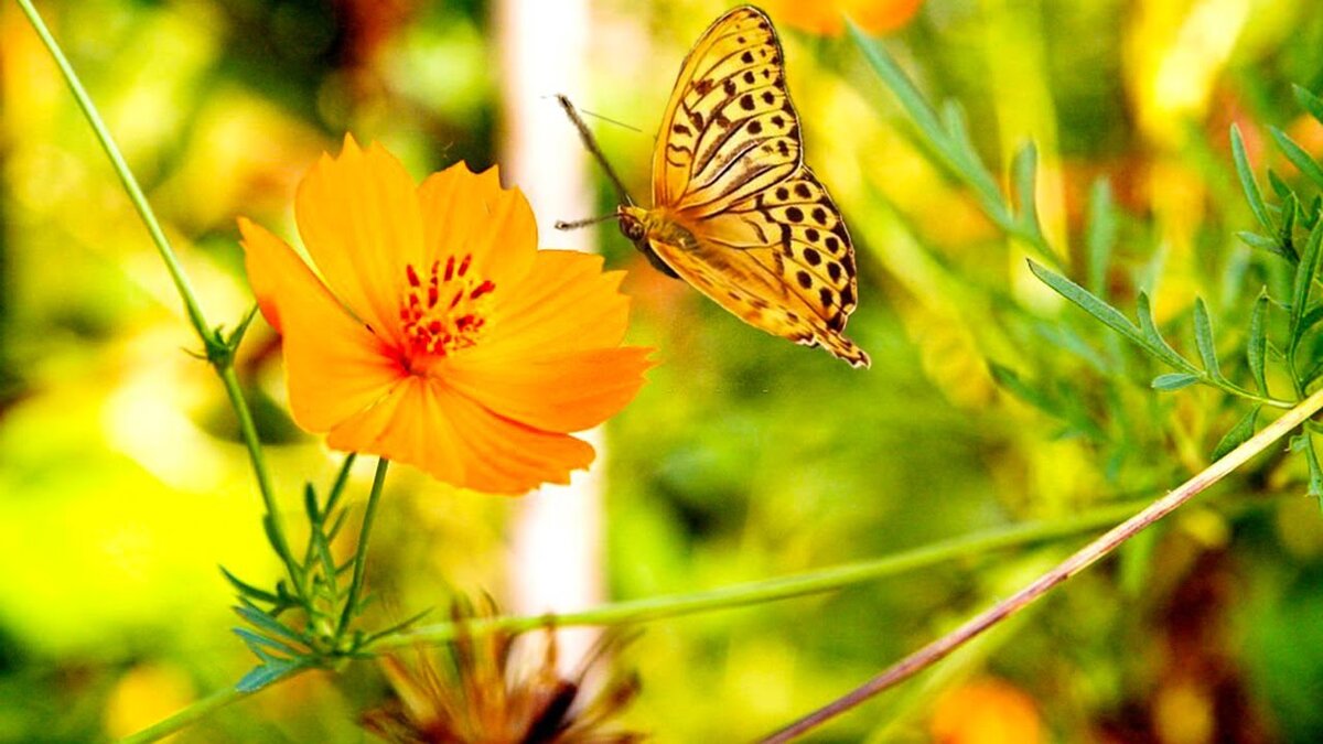 (фото с просторов интернета)