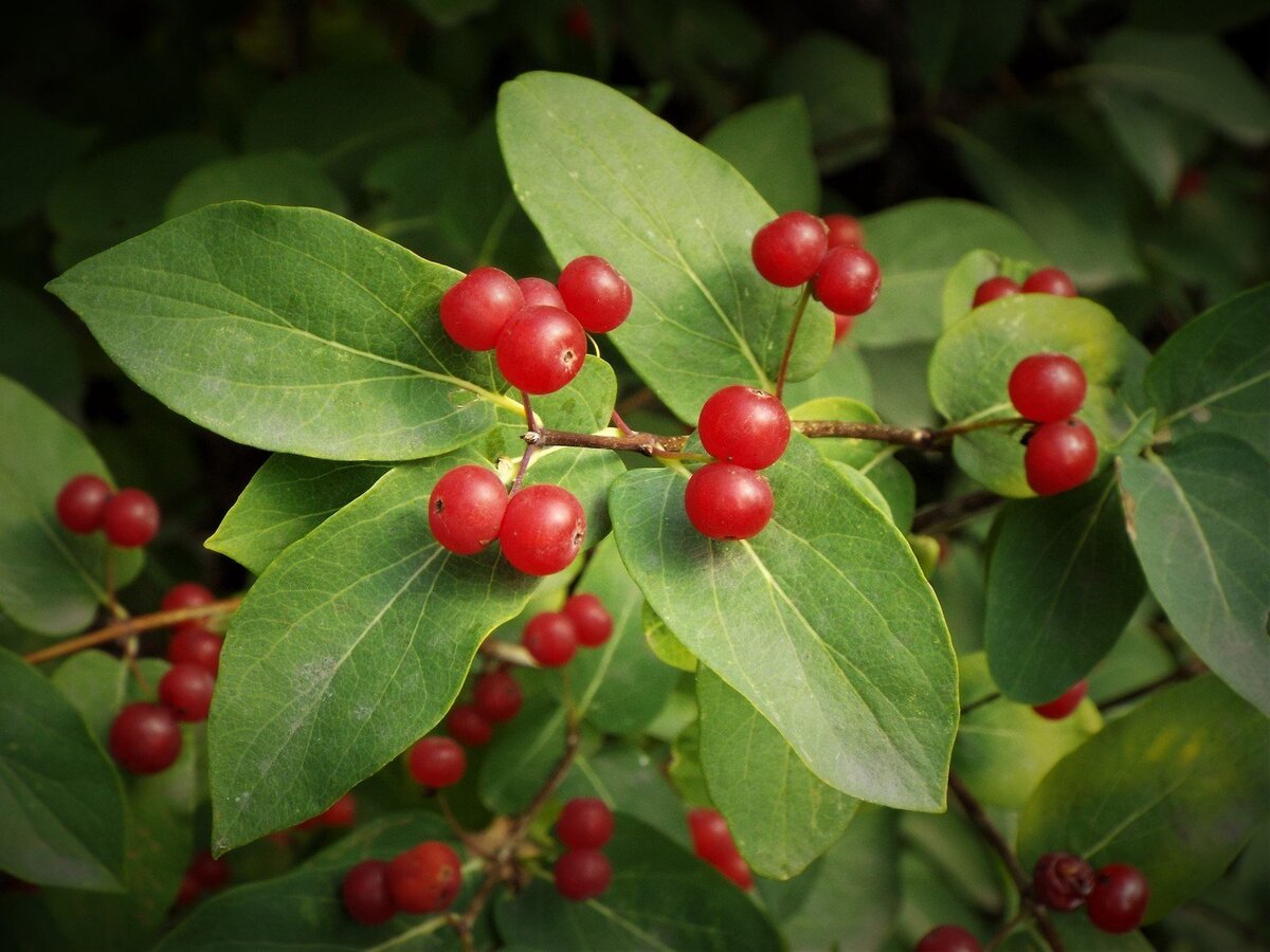 Волчьи ягоды. Источник - vsegda-pomnim.com