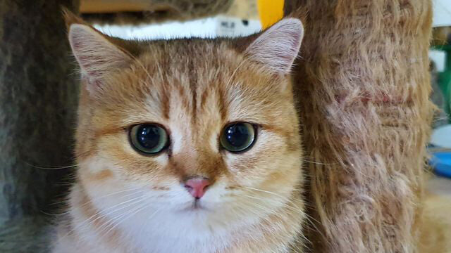 Источник: mediacdn.vn