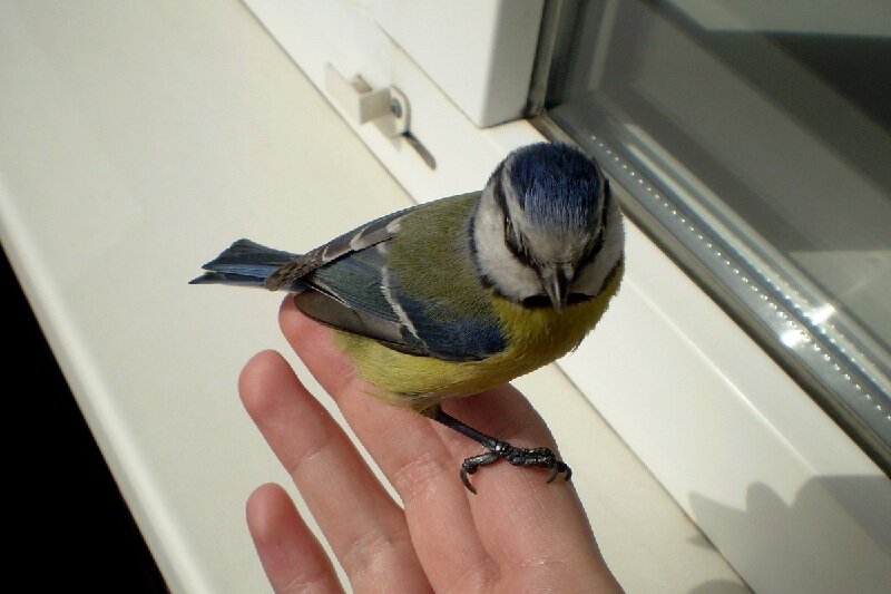 С филоменой и птицей