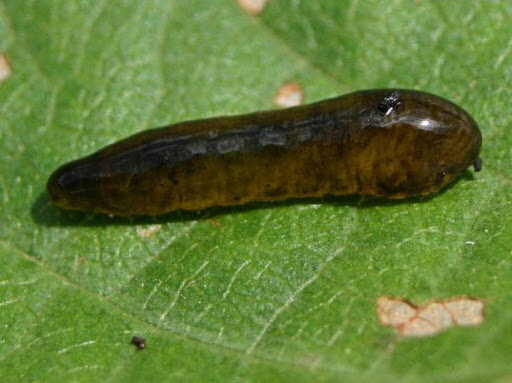 Во всей красе паразит маскирующийся от птиц под видом капельки нефтепродуктов.Фото из сети, автора не нашла.