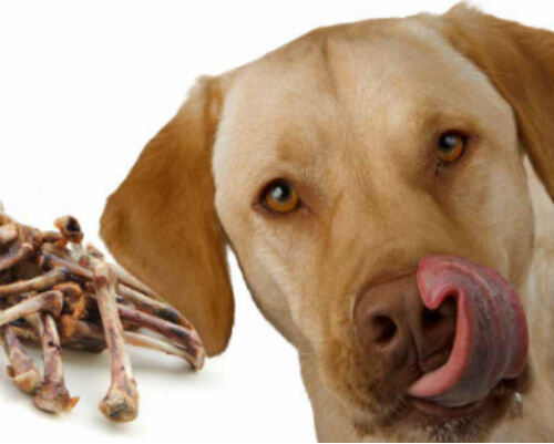 Собака съела куриную кость?