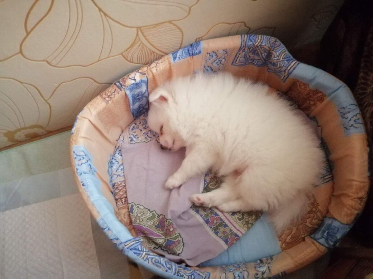 Спит без задних ног, но на самом деле то еще шило...
