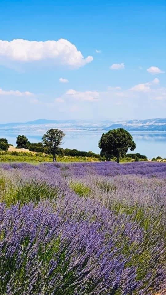 Турецкая лаванда( фото из личного архива)