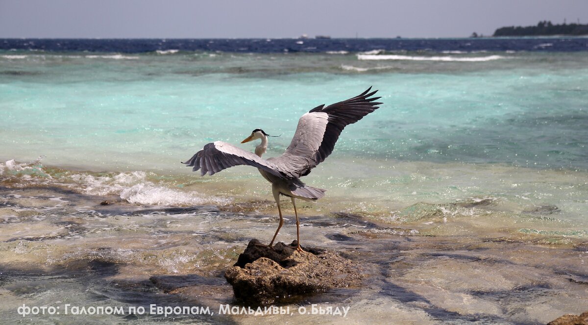 Мальдивы, фото автора