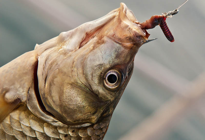 Картинка взята из открытых источников