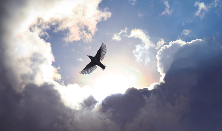 Будет ли амнистия по уголовным делам?