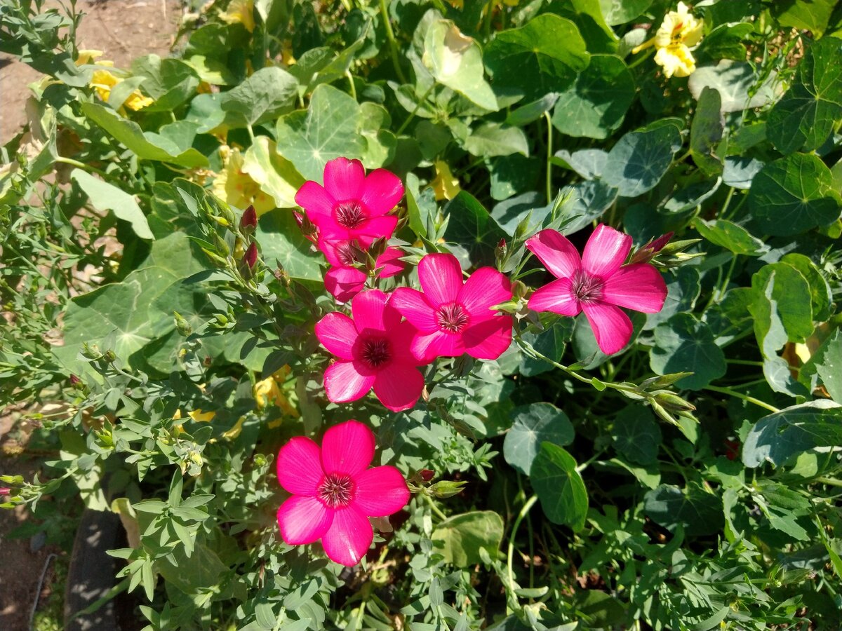 Цветы специально выращиваются, для фотографирования