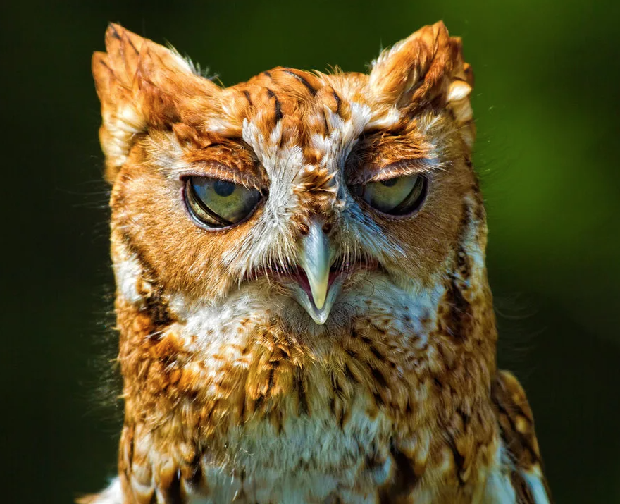 Совушка-сова. Фото из открытых источников