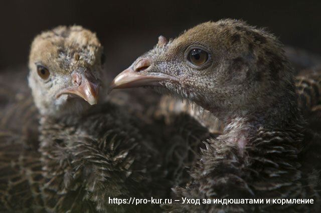 Рацион кормления индюшат в первые дни жизни