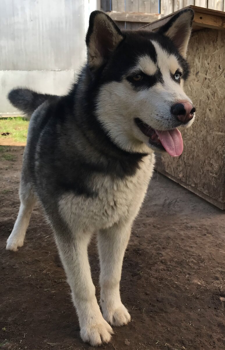 Мой Хаски - Якут, у него разные глаза
