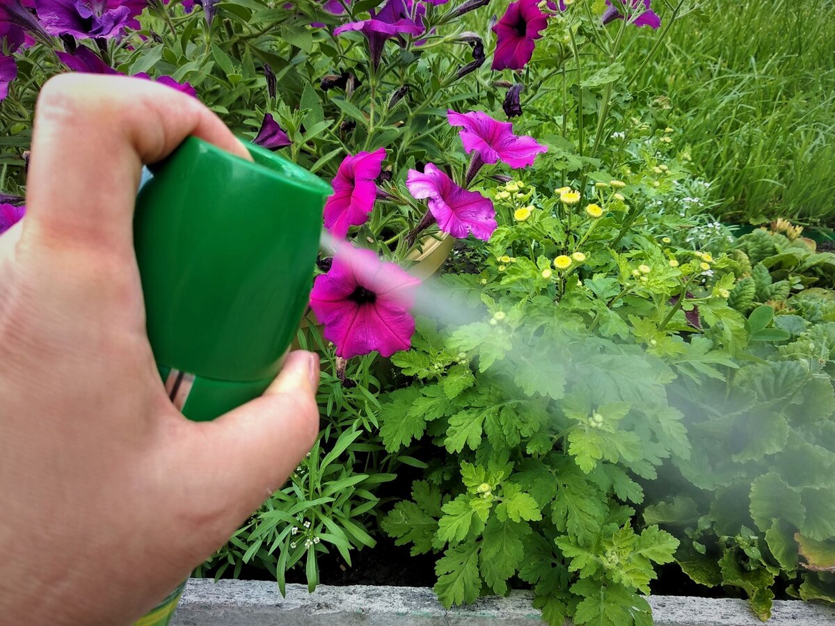 Обработала ромашки аэрозолем.