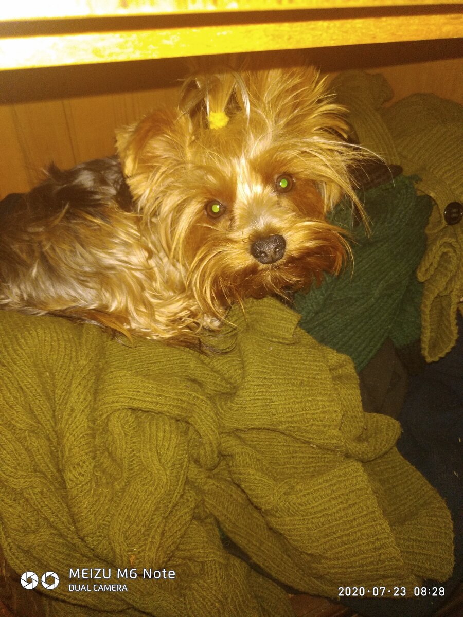 Йорк забрался утром в шкаф ,не найти его никак...