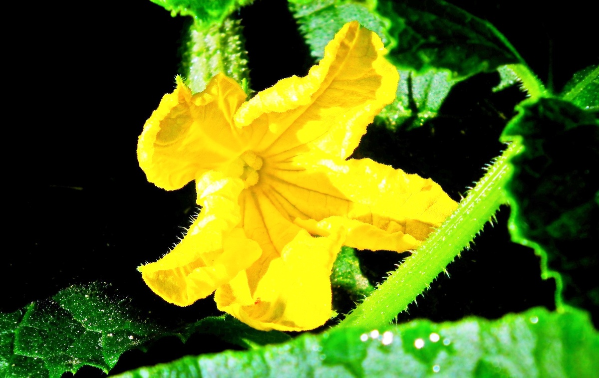 Иран — одна из немногих стран, где огурцы считаются фруктом не только с точки зрения ботаники, а и в кулинарии. И продают их там наряду со сладостями. 