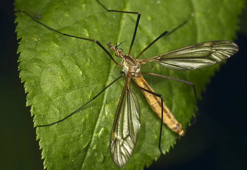 Виды комаров в россии с фото