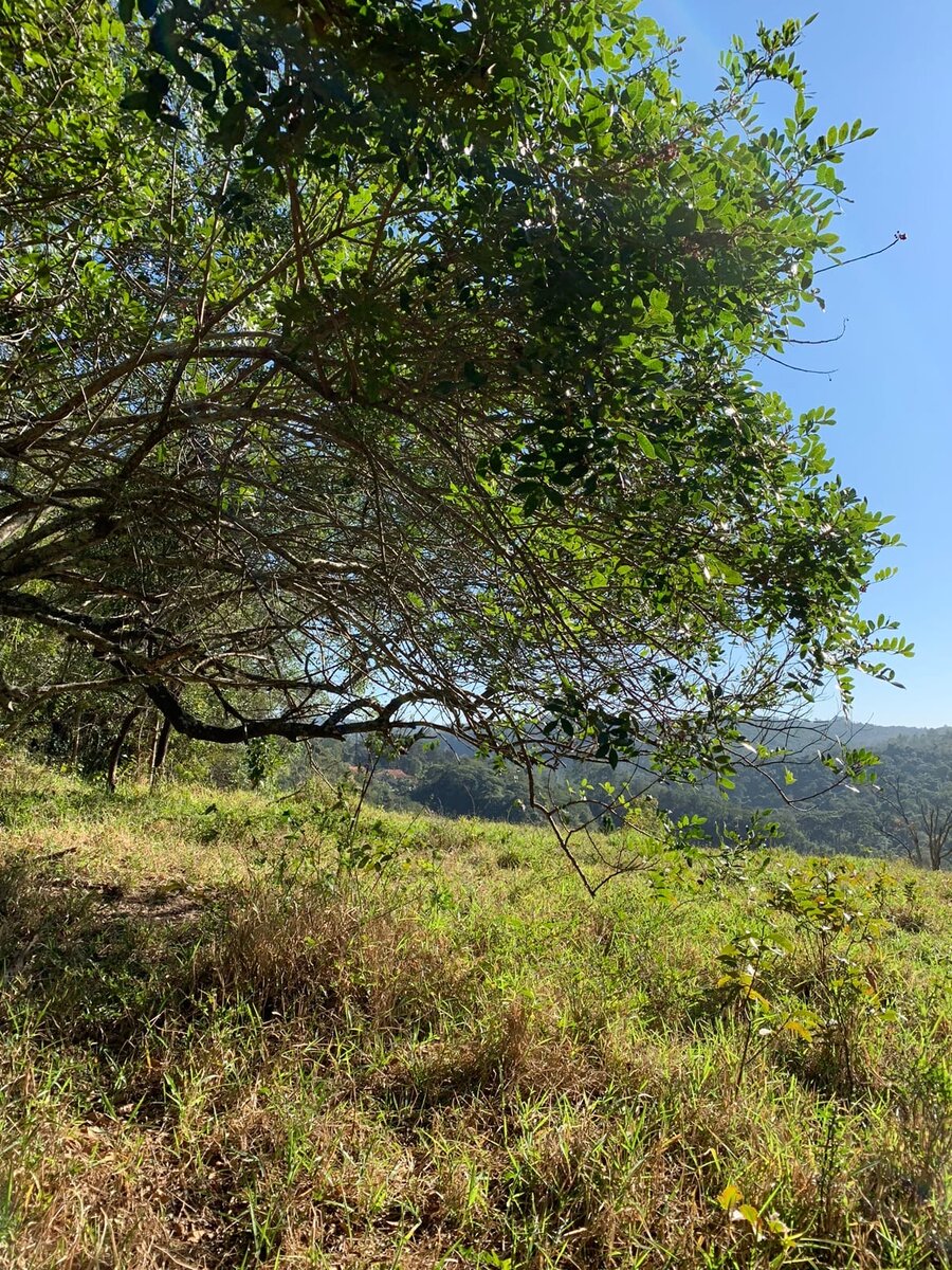 Записки из джунглей Бразилии - побродили по лесам в поисках наших границ
