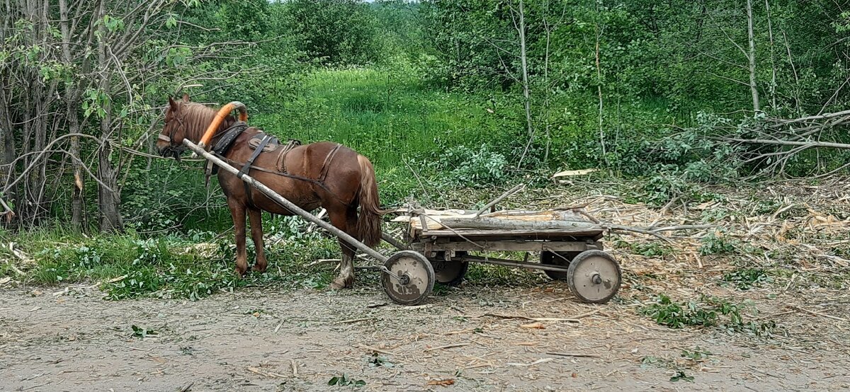 Лошадка...