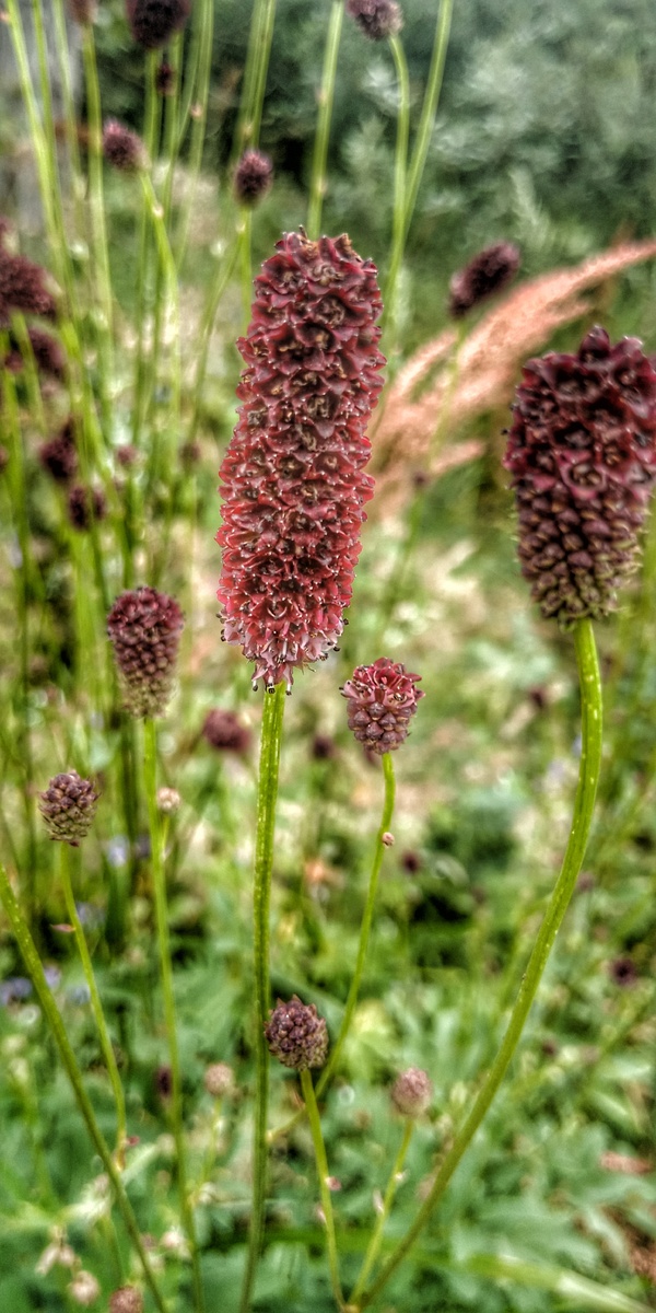 Кровохлебка лекарственная (Sanguisorba officinalis), в народе – бедренец, грыжник – многолетнее травянистое растение из семейства розоцветных с толстым горизонтальным одревесневшим корневищем длиной до 15-18 см, от которого отходят многочисленные ветвистые корни.
