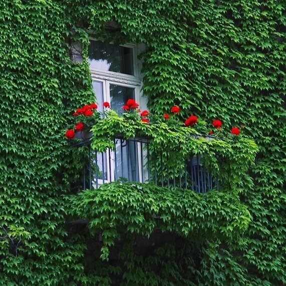 Стена из дикого винограда.