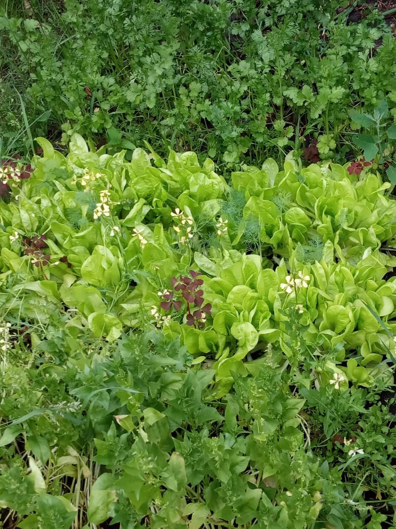 Листья салата разных сортов.