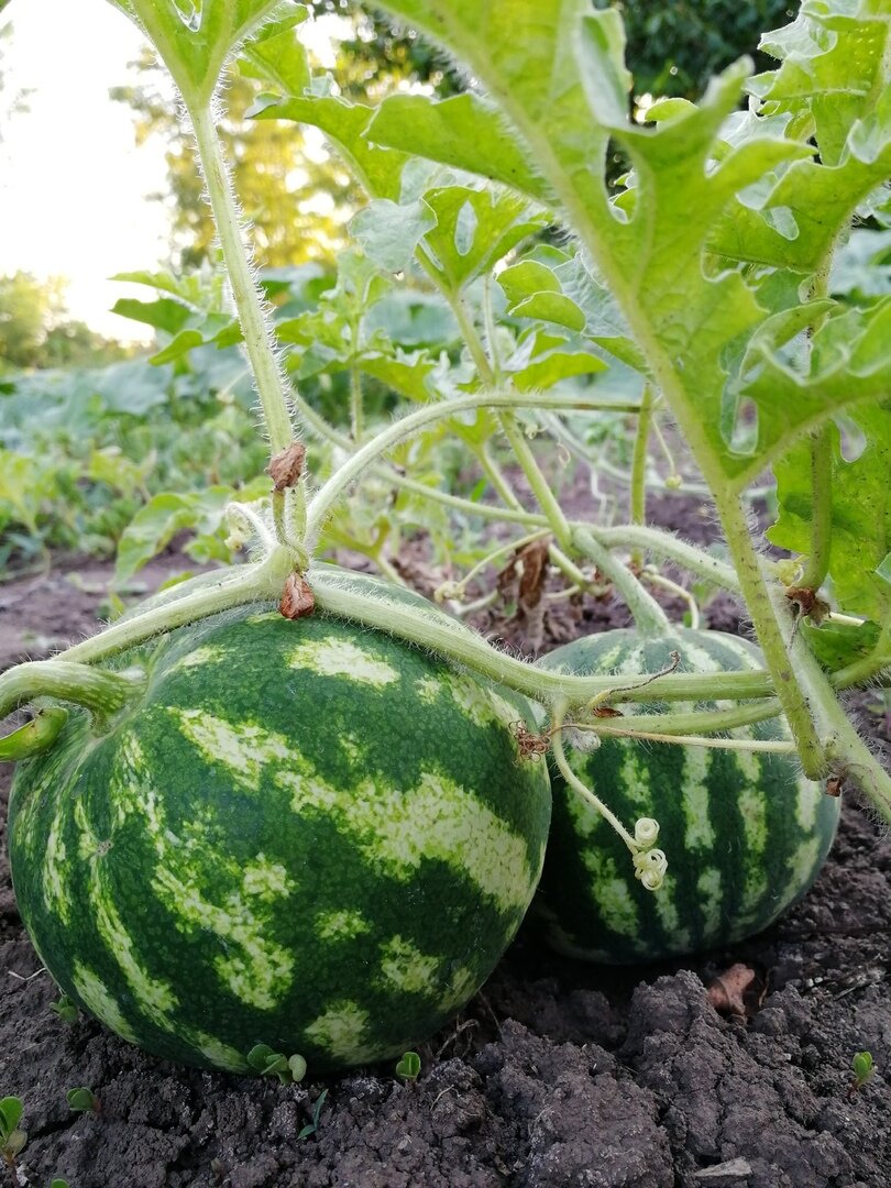 Арбузы на нашем огороде