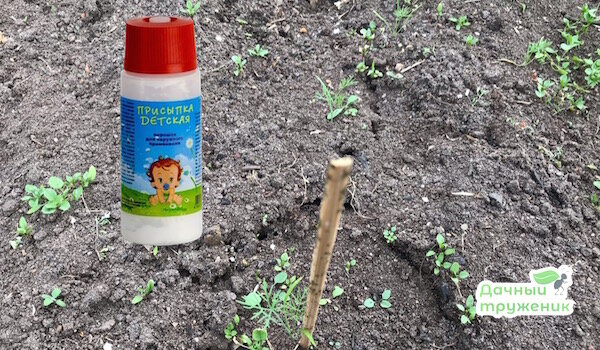 Детская присыпка — настоящий помощник против муравьёв в огороде. Как применять и какого результата ожидать