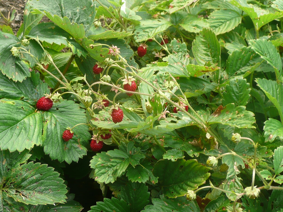 земляничка